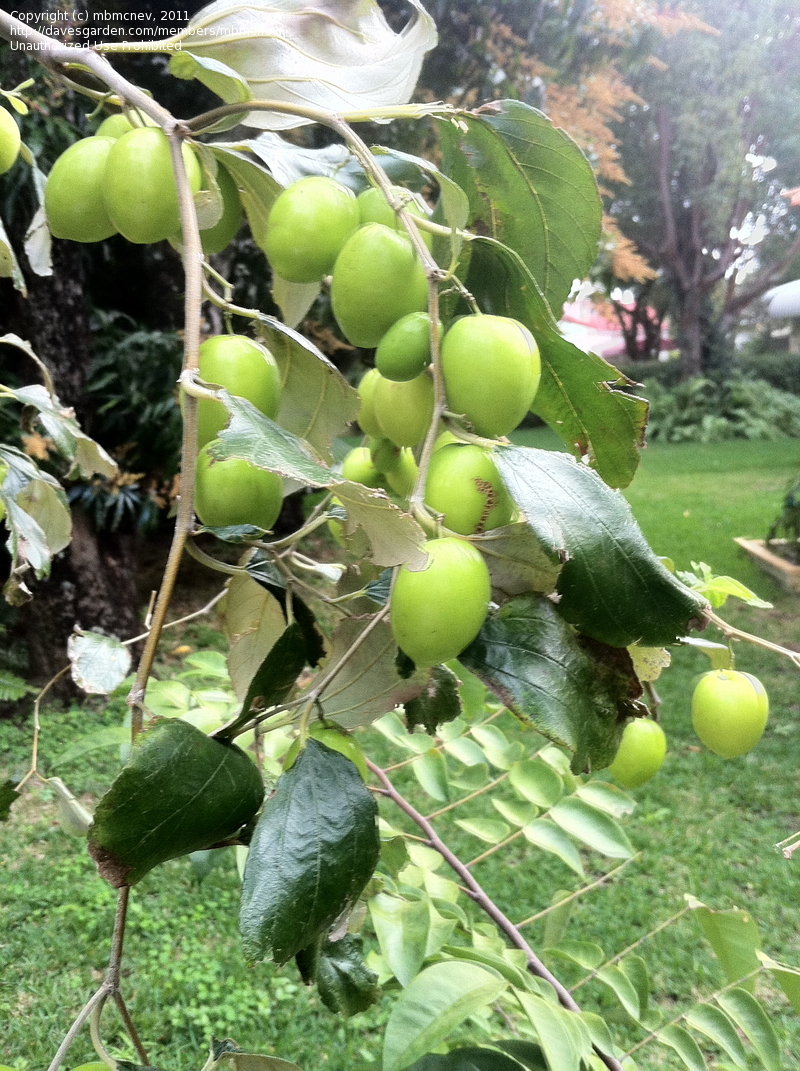 Indian jujube
